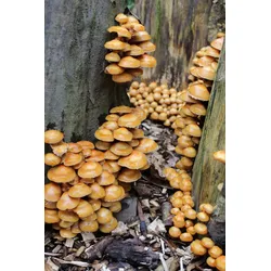 Stockschwämmchen-Baumstamm BIO