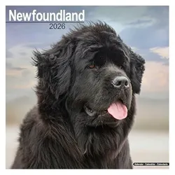 Various Publishers, Kalender, Newfoundland Calendar 2026 Square Dog Breed Wall Calendar - 16 Month