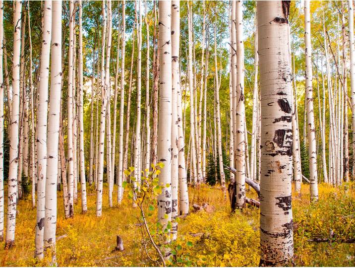 Fototapete PAPERMOON Birches in Colorado Rocky Mountains , bunt, B:1,5m L:1,11m, Vlies, Tapeten, Fototapete