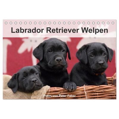 Labrador Retriever Welpen (Tischkalender 2026 DIN A5 quer), CALVENDO Monatskalender