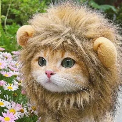 Friendly Fresh Finds Adjustable Cat And Dog Lion Mane Hairpiece For Humorous Dress up Play brown s