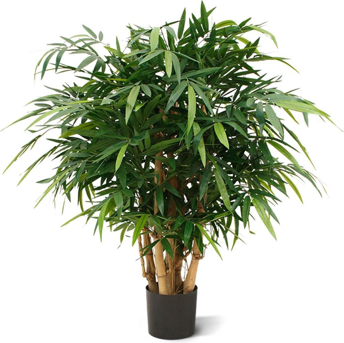 Maxifleur Groene Kamerplant in Pot