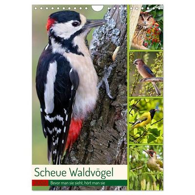 Scheue Waldvögel (Wandkalender 2026 DIN A4 hoch), CALVENDO Monatskalender