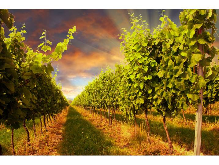 Fototapete PAPERMOON Sunset Vineyard , bunt, B:5m L:2,8m, Vlies, Tapeten, Fototapete