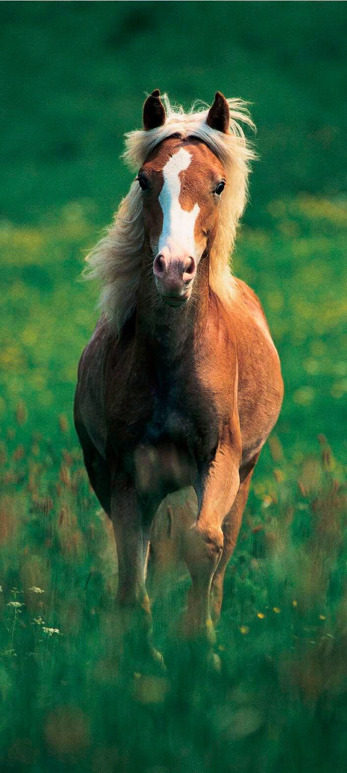 Fototapete PAPERMOON "Haflinger Horse - Türtapete", bunt, B:0,9m L:2m, Vlies, Tapeten, Fototapete bunt B/L: 0,9m x 2m