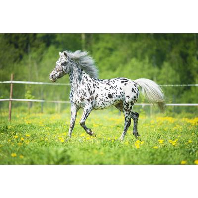 Fototapete PAPERMOON "Pferd", bunt, B:5m L:2,8m, Vlies, Tapeten