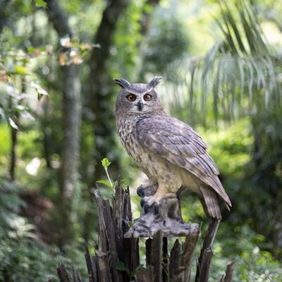 Hi-Line SoReal Brown Long Eared Owl on branch