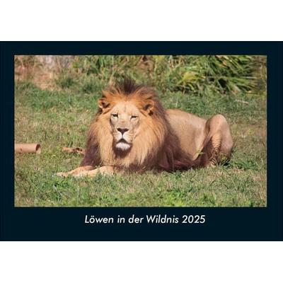 Löwen in der Wildnis 2025 Fotokalender DIN A4