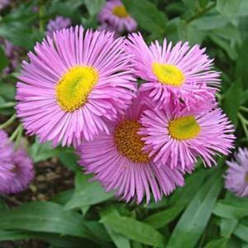 6 x Erigeron Rosa Jewel - Feinstraal - Pot van 9x9 cm - Arborix