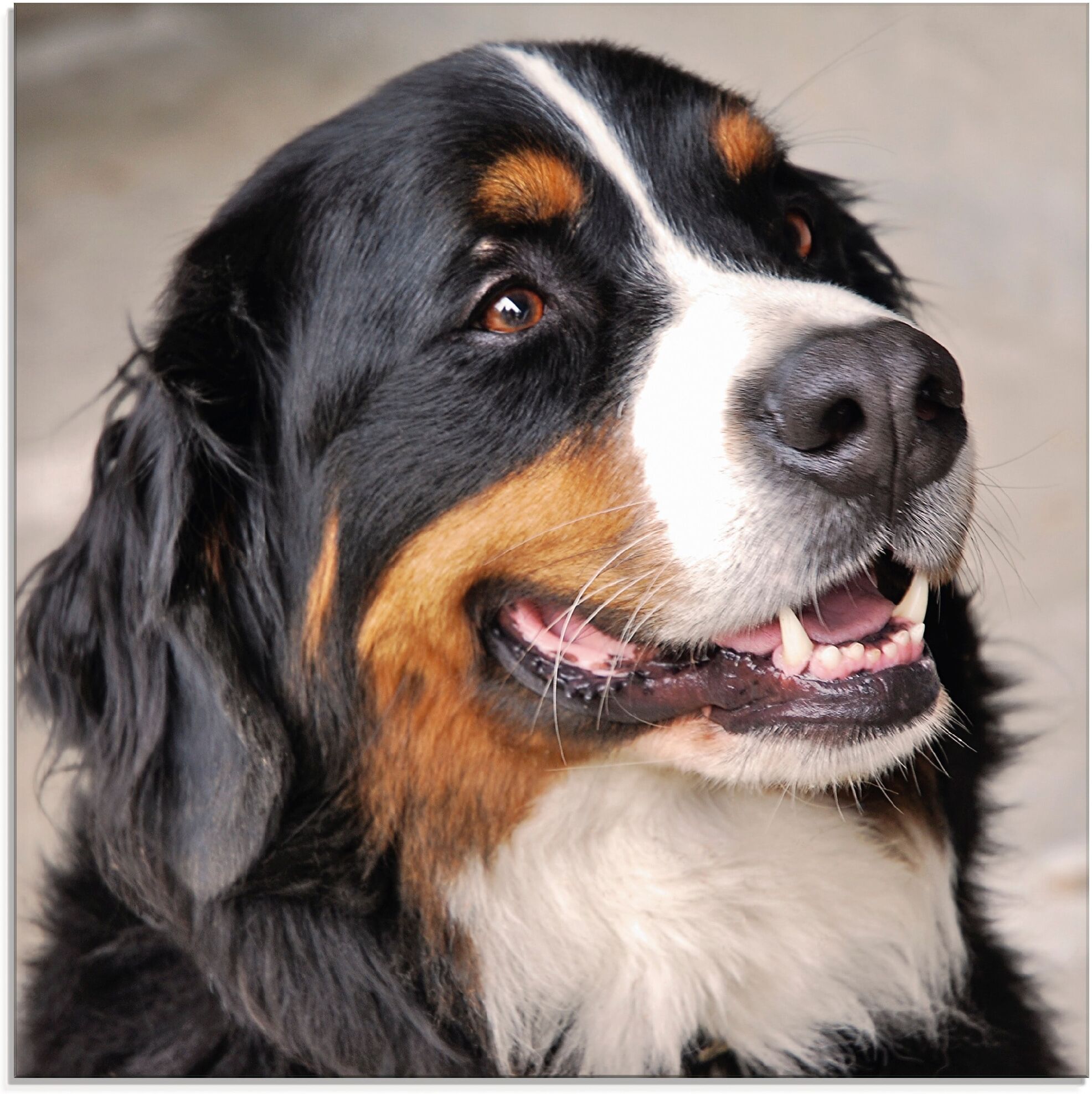 Glasbild ARTLAND "Berner Sennenhund", braun (farbe bild(er): braun), B:50cm H:50cm, Bilder, Glasbild, in verschiedenen Grössen farbe bild(er): braun B/H/T: 50cm x 50cm, Glasbild Haustiere quadratisch, 1 Stk.