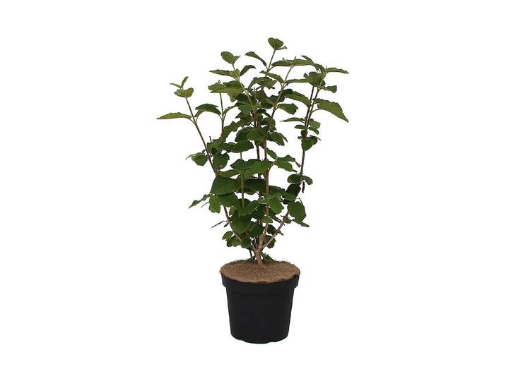 Wolliger Schneeball - Viburnum lantana 80-100cm inklusive Topf