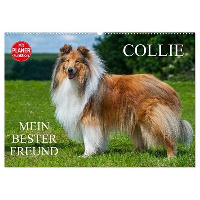 Collie - Mein bester Freund (Wandkalender 2026 DIN A2 quer), CALVENDO Monatskalender