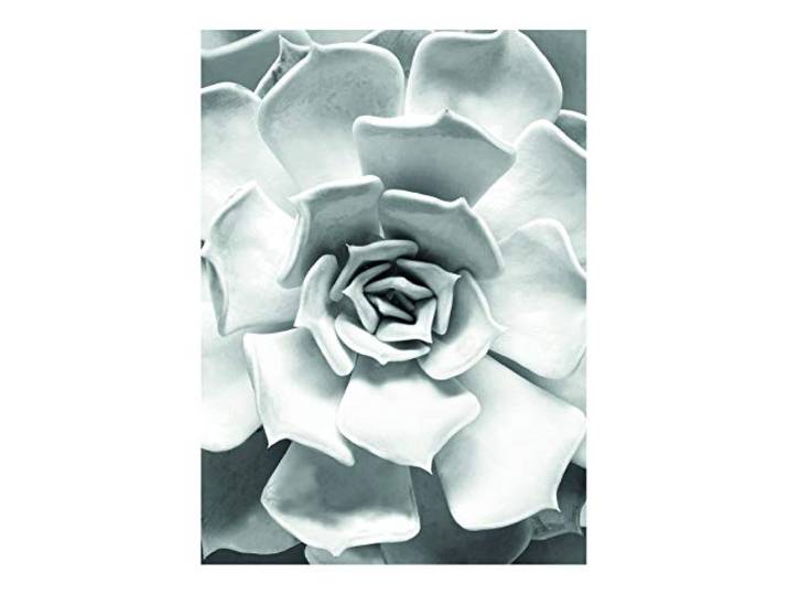 Komar Wandbild Succulent Closeup Poster, Bild, Wohnzimmer, Schlafzimmer, Dekoration, Kunstdruck ohne Rahmen P049C-30x40 Größe: 30 x 40 cm (Breite x Höhe)