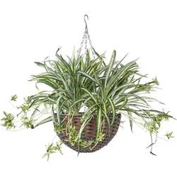 KUNSTPFLANZE Grünlilie in Hängeampel, 60 cm