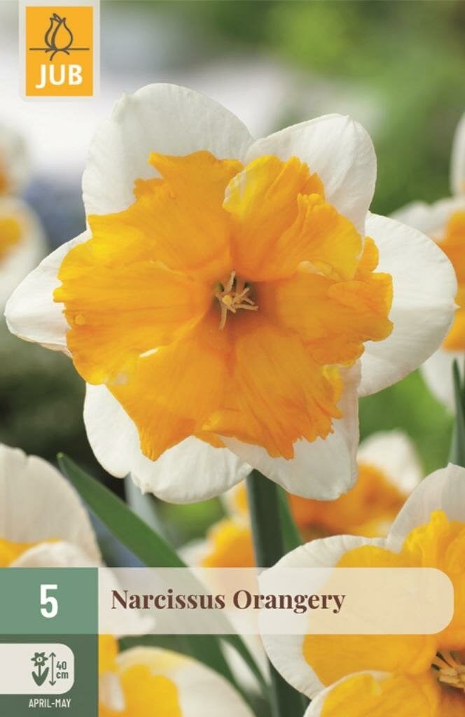 Jub Narcis Orangery 5 bollen