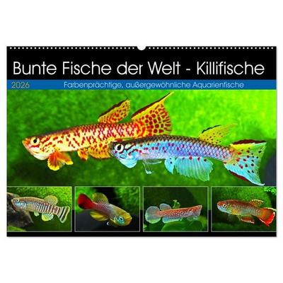 Bunte Fische der Welt - Killifische (Wandkalender 2026 DIN A2 quer), CALVENDO Monatskalender