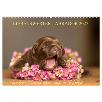 Liebenswerter Labrador 2027 (Wandkalender 2027 DIN A2 quer), CALVENDO Monatskalender