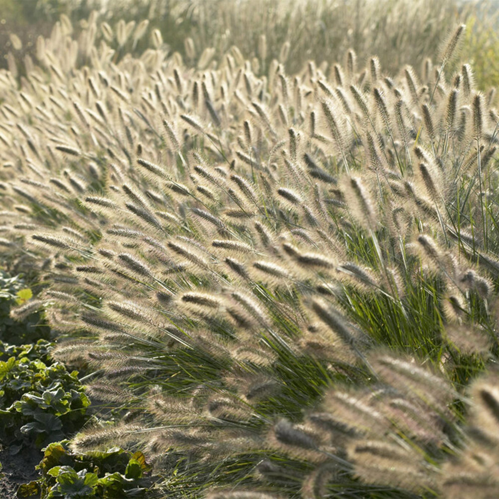 Pennisetum alopecuroides Hameln Ziergras 24 planten 10-25 cm Ø 9 cm Oasis of Life