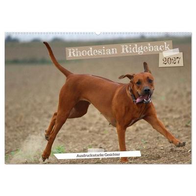 Rhodesian Ridgeback - Ausdrucksstarke Gesichter (Wandkalender 2027 DIN A2 quer), CALVENDO Monatskalender