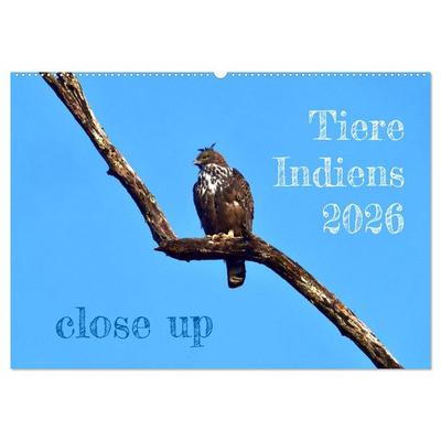 Tiere Indiens close up (Wandkalender 2026 DIN A2 quer), CALVENDO Monatskalender