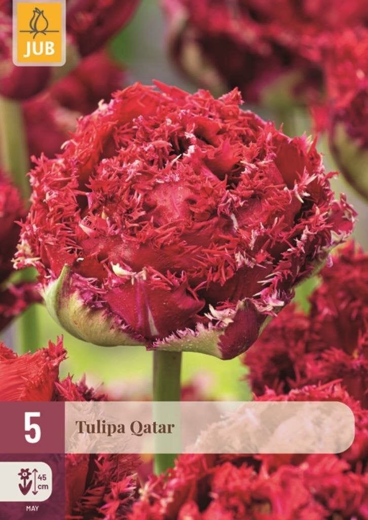Tulipa Qatar JUB 5 bloembollen