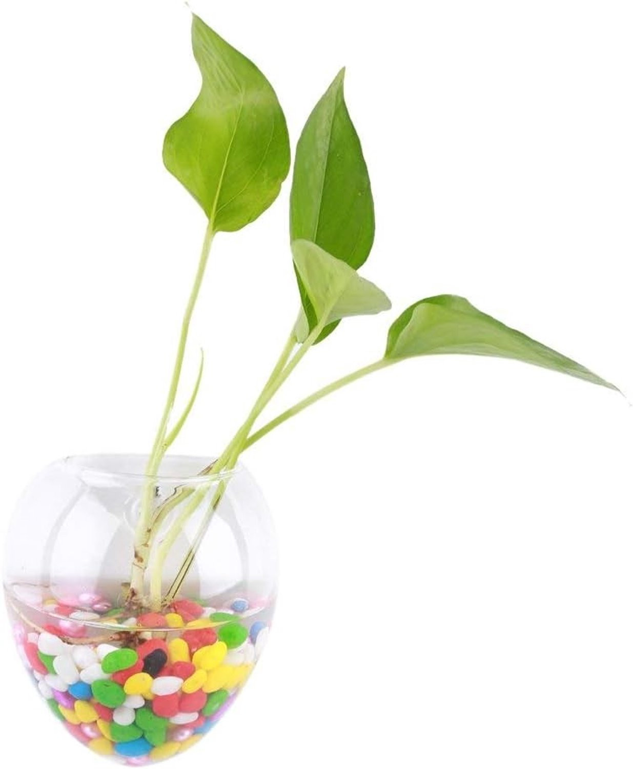 Transparante hangende glazen vaas voor planten en bloemen voor wanddecoratie en hydroponics