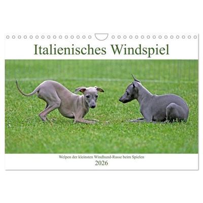 Italienisches Windspiel (Wandkalender 2026 DIN A4 quer), CALVENDO Monatskalender
