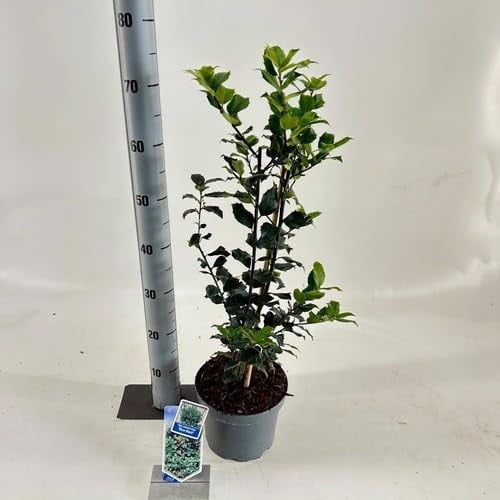 Ilex meserveae Blue Maid - Blauw - 50-60 cm in pot
