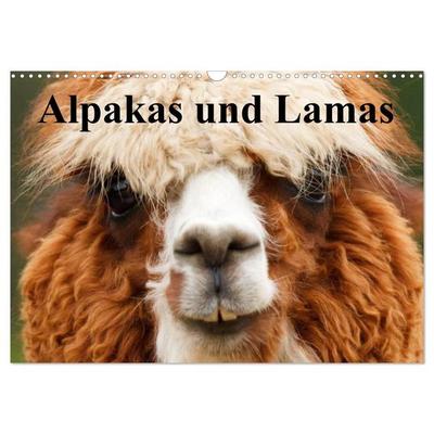Alpakas und Lamas (Wandkalender 2027 DIN A3 quer), CALVENDO Monatskalender