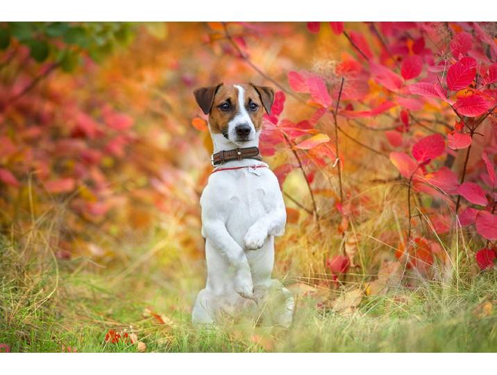 Fototapete PAPERMOON Hund in Natur , bunt, B:4m L:2,6m, Vlies, Tapeten, Fototapete