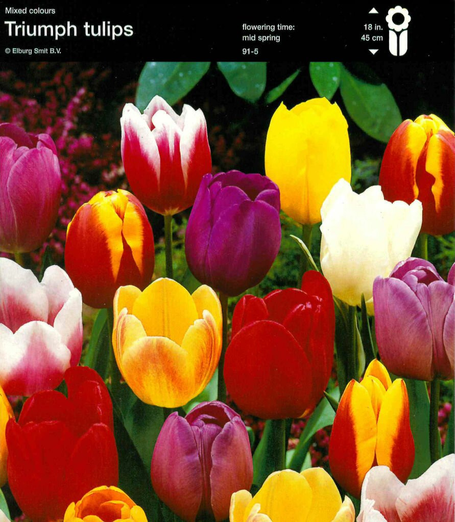 75 Prins Tulpenbollen Triumph Multicolour