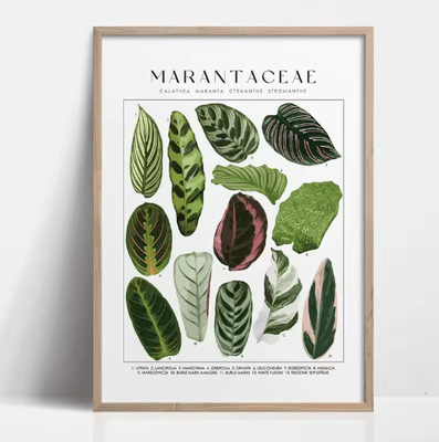 Inspire Picks Green Botanical Leaves Canvas Wall Art Calming Nature Houseplant Decor 10 50x70cm