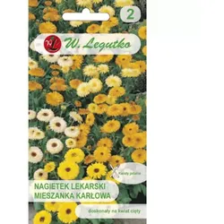 Ringelblume, Zwergsorte