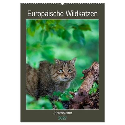 Europäische Wildkatzen - Jahresplaner (Wandkalender 2027 DIN A2 hoch), CALVENDO Monatskalender