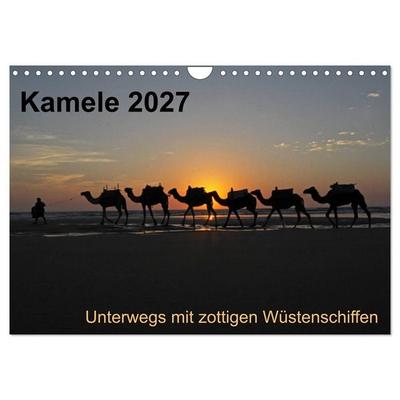 Kamele 2027 - Unterwegs mit zottigen Wüstenschiffen (Wandkalender 2027 DIN A4 quer), CALVENDO Monatskalender