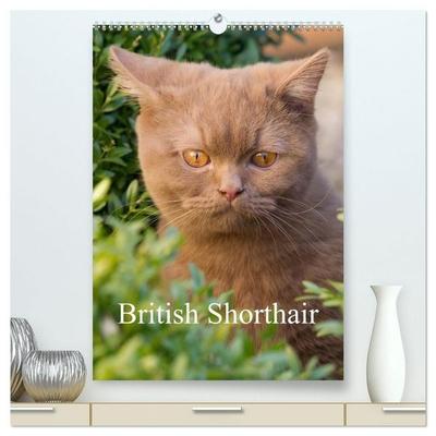 British Shorthair (High Quality Premium Wall Calendar 2027 DIN A2 portrait),CALVENDO 12 Month Wall Calendar