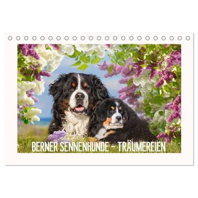 Berner Sennenhunde - Träumereien (Tischkalender 2027 DIN A5 quer), CALVENDO Monatskalender