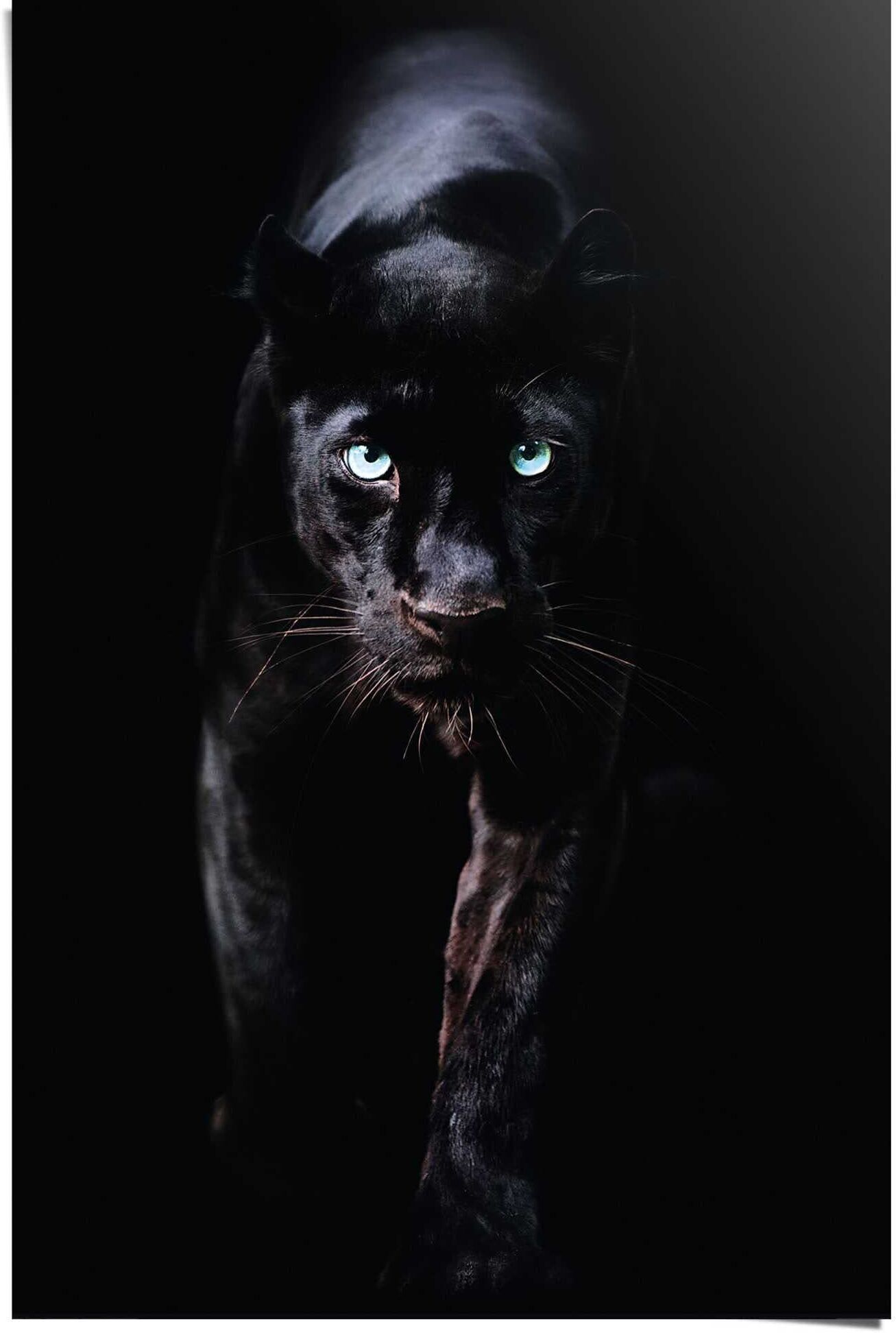 Reinders! Poster REINDERS "Poster Schwarzer Panther", schwarz (farbe bild(er): schwarz), B:61cm H:91,5cm, Papier, Bilder, Poster farbe bild(er): schwarz B/H/T: 61cm x 91,5cm, Tiere, 1 Stk.