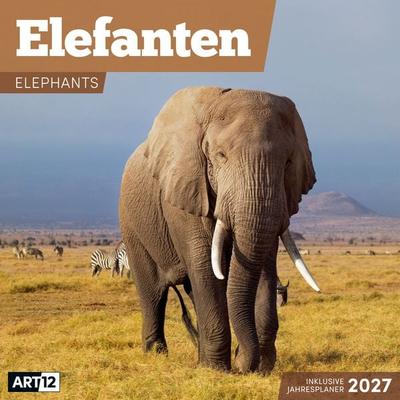 Elefanten Kalender 2027 - 30x30 - Art12