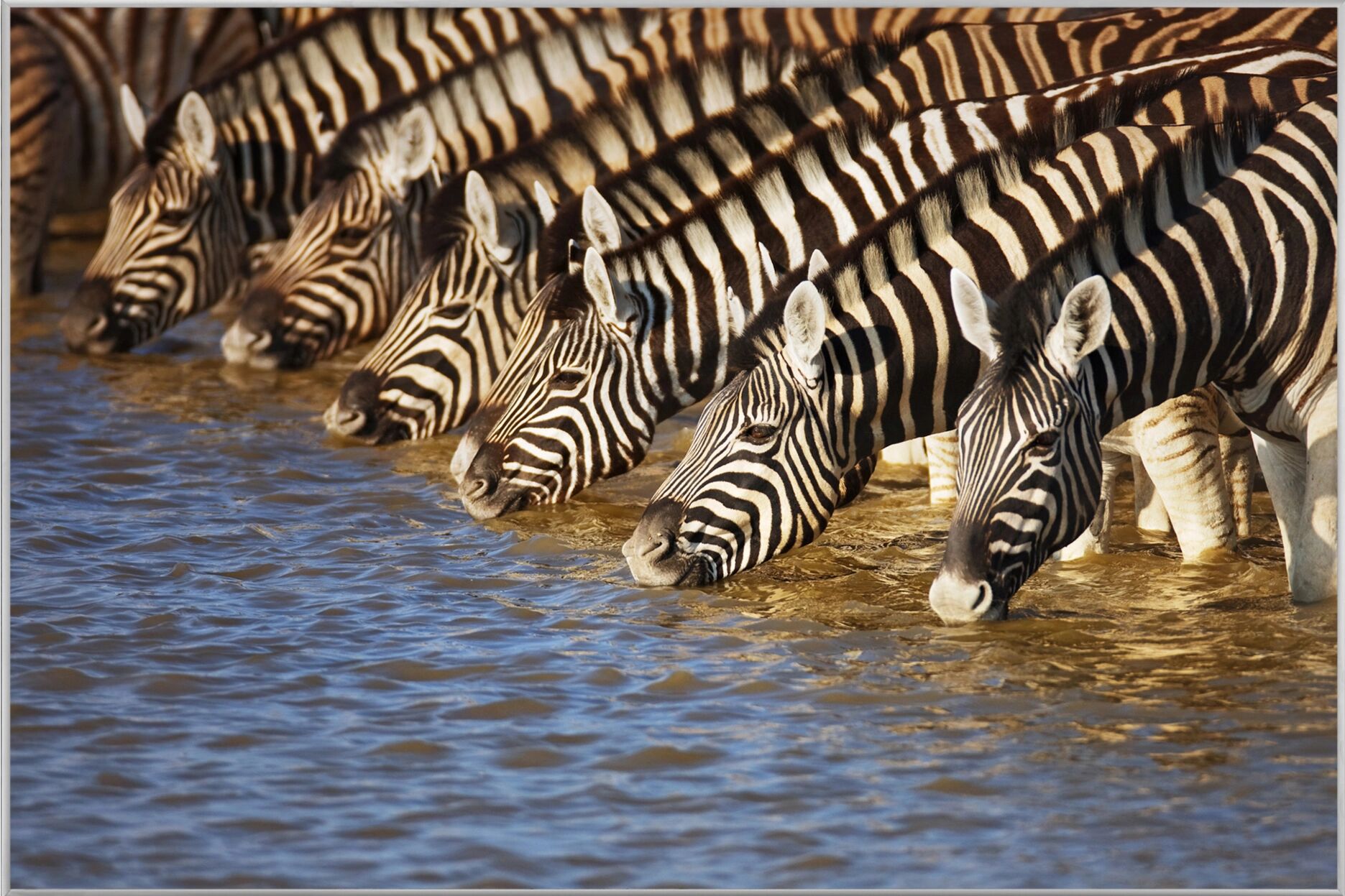 image LAND Zebras am Fluss