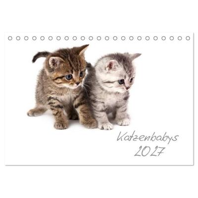 Katzenbabys (Tischkalender 2027 DIN A5 quer), CALVENDO Monatskalender