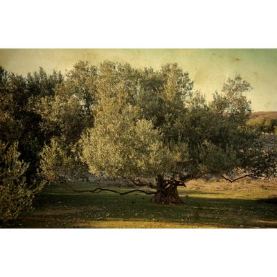 Fototapete PAPERMOON "BÄUME-NATUR LANDSCHAFT WALD BAUM PFLANZEN WANDBILD XXL", bunt, B:3,5m L:2,6m, Vlies, Tapeten