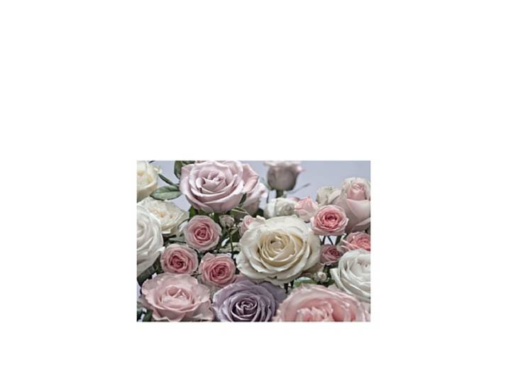 Photo Murale\, 368cm x 254cm\, Floraison