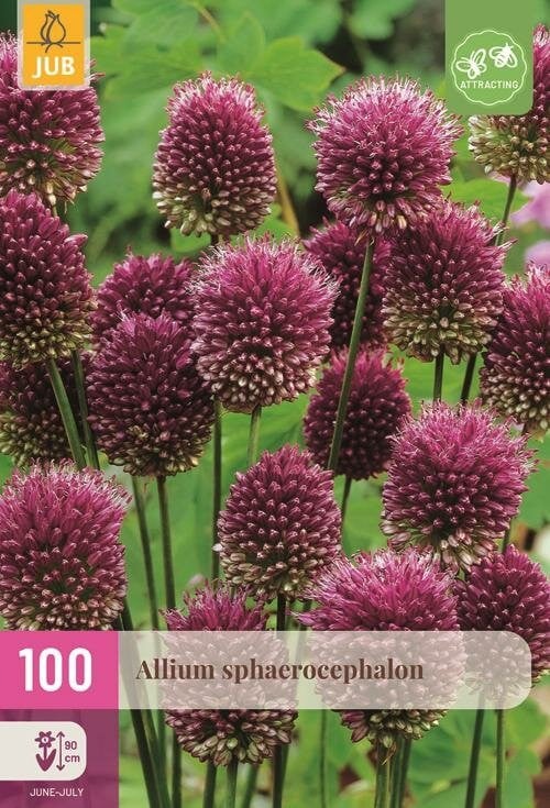 Jub Holland Allium sphaerocephalon sierui bloembollen 100 stuks paars/rood
