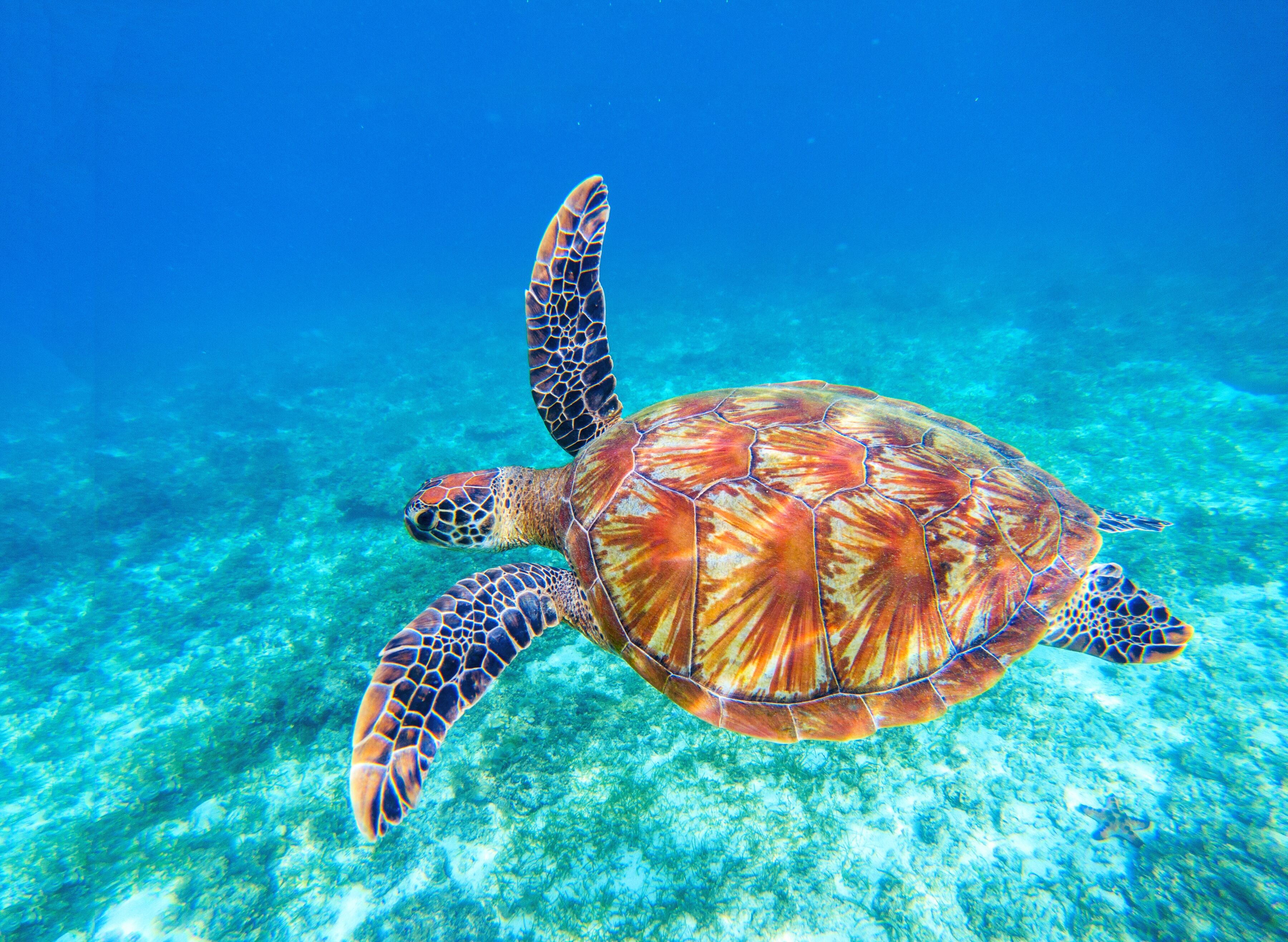 Fototapete PAPERMOON "Big Green Sea Turtle", bunt, B:3m L:2,23m, Vlies, Tapeten, Fototapete bunt B/L: 3m x 2,23m, Bahnen: 6 Stk.