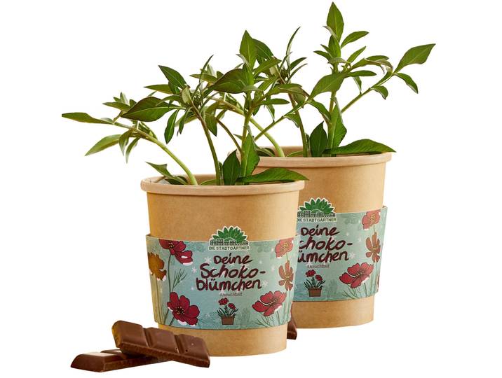 2er-Set Schokoblumen Anzucht-Set im Becher