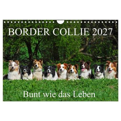 Border Collie 2027 (Wandkalender 2027 DIN A4 quer), CALVENDO Monatskalender