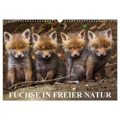 Füchse in freier Natur (Wandkalender 2027 DIN A3 quer), CALVENDO Monatskalender