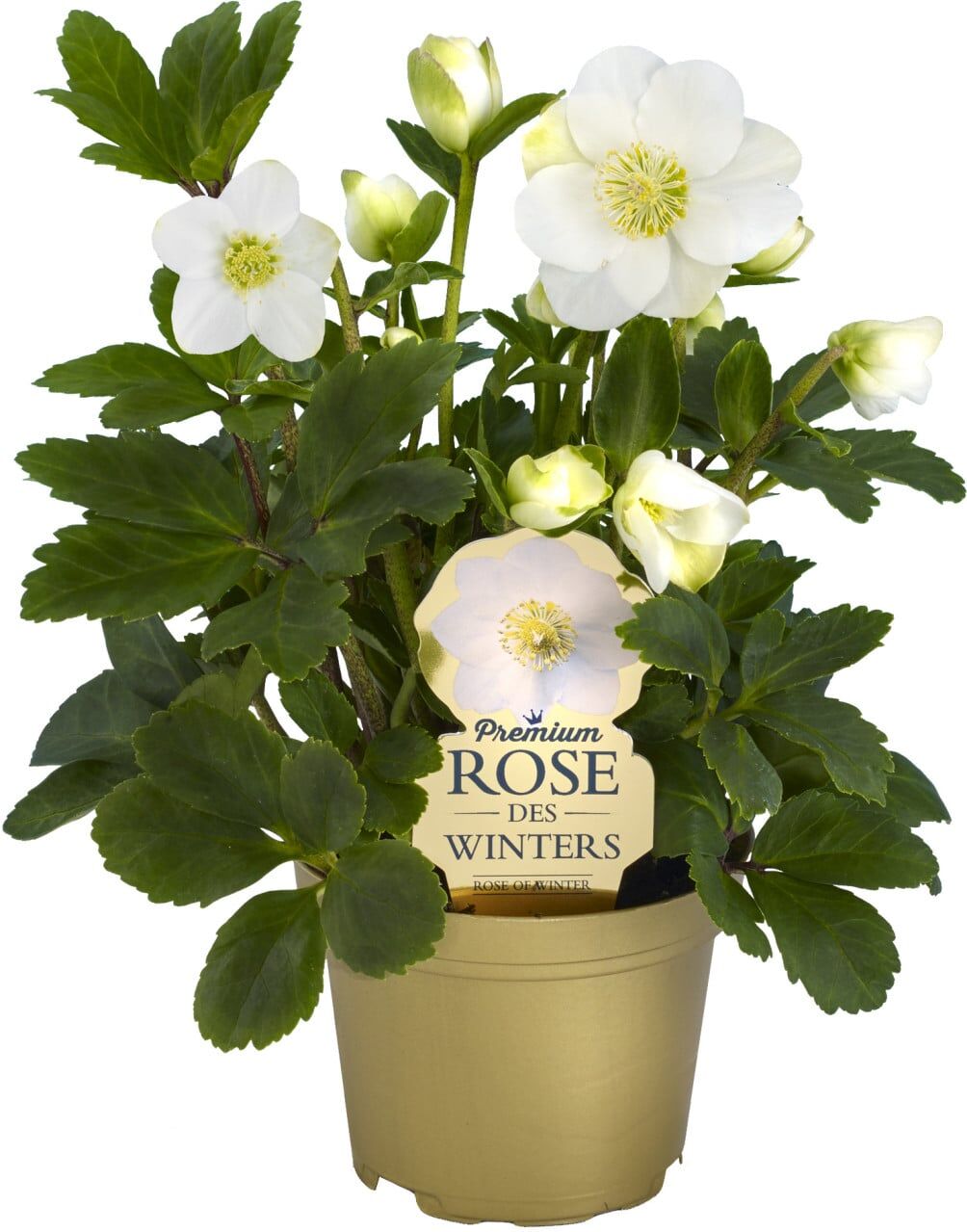 Pflanzen Christrose Helleborus Christmas Carol 9 cm Topf
