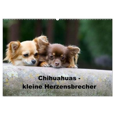 Chihuahuas - kleine Herzensbrecher (Wandkalender 2027 DIN A2 quer), CALVENDO Monatskalender
